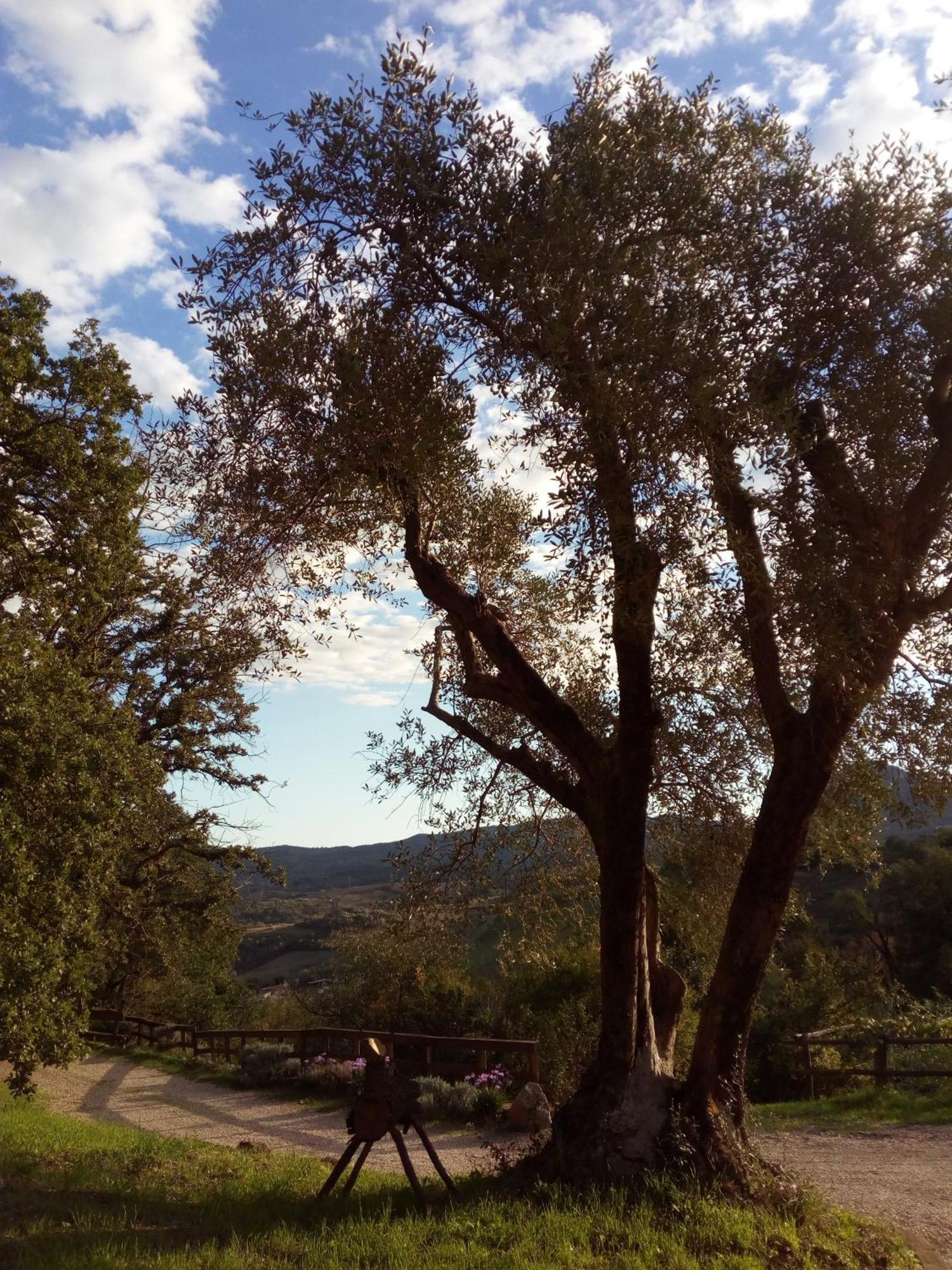 Azienda Agricola Biologica La Cardellina Tolfa Extérieur photo